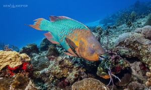Huge Parrotfish on the reefs of Cozumel
Yucab Reef by Ken Kiefer 